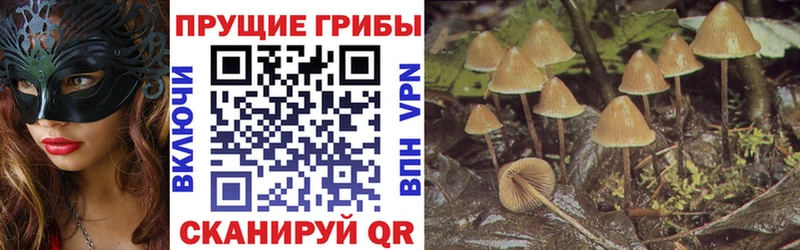 Псилоцибиновые грибы Cubensis  где можно купить   Покровск 